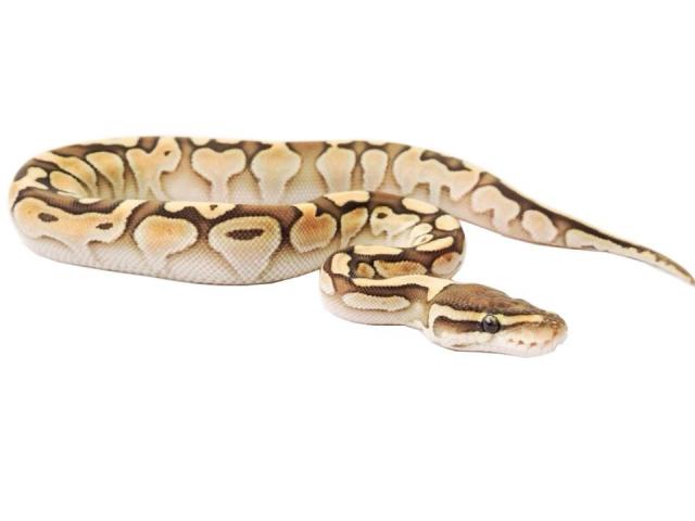 nuclear spinner ball python